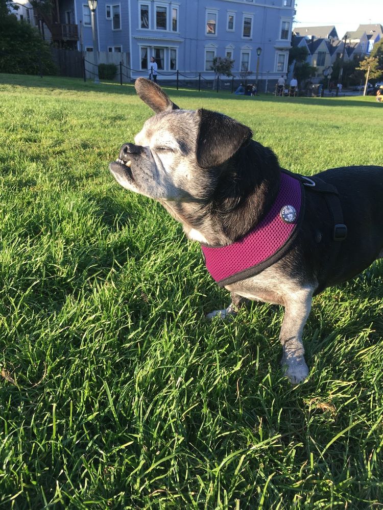 A salty chug with one ear up enjoying the later afternoon sun in Duboce Park. The grass is very green. If you look closely, you will notice a small Peter Berlin Pet Club button on his harness because Rupert is a close personal friend of Peter Berlin. 