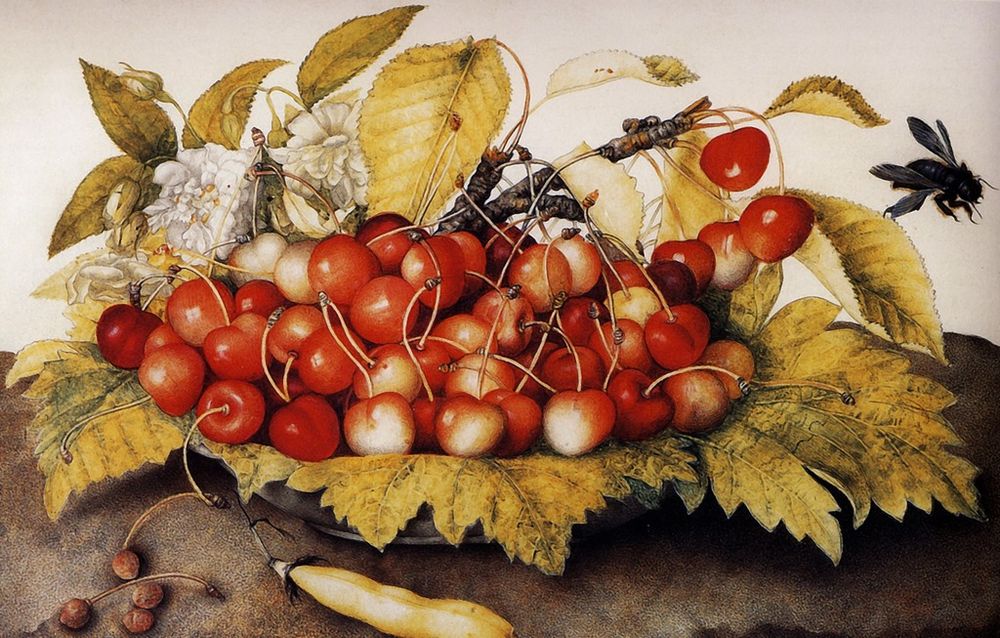 Giovanna Garzoni, Cherries in a Dish, a Pod, and a Bumblebee, ca. 1642-51. gouache on parchment, 24.5 x 37.5 cm, Galleria Paletina, Florence.