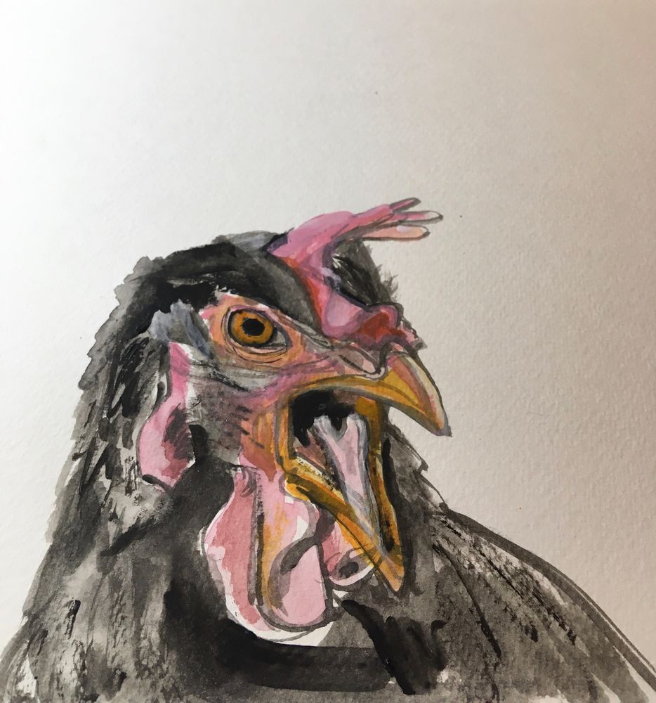A sketch of a rooster with its beak open looking dissatisfied 