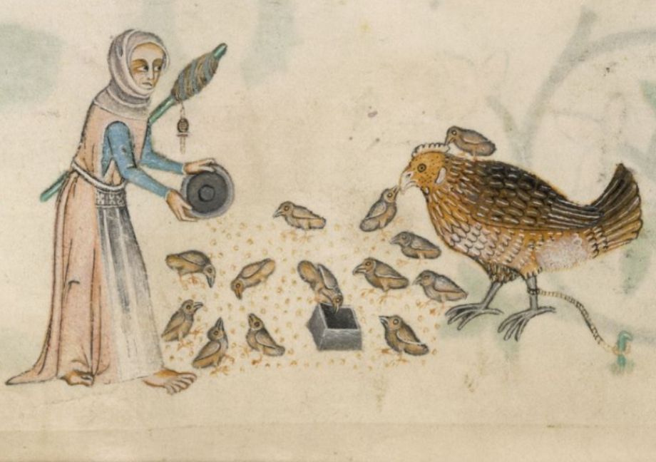 Image of a woman holding a distaff under one arm wearing medieval dress and headwrap feeding a giant hen and some chicks from and English Illuminated manuscript