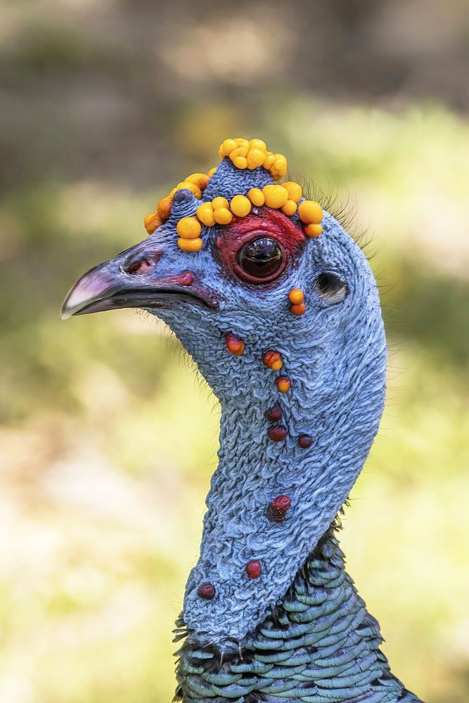 close up of an ocellated turkey head, which is blue with yellow bumps on top like big kernels of corn