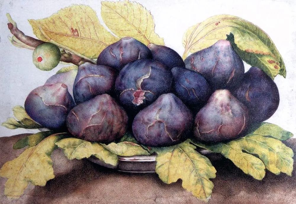 A painting of a plate of figs Piatto di fichi – Giovanna Garzoni