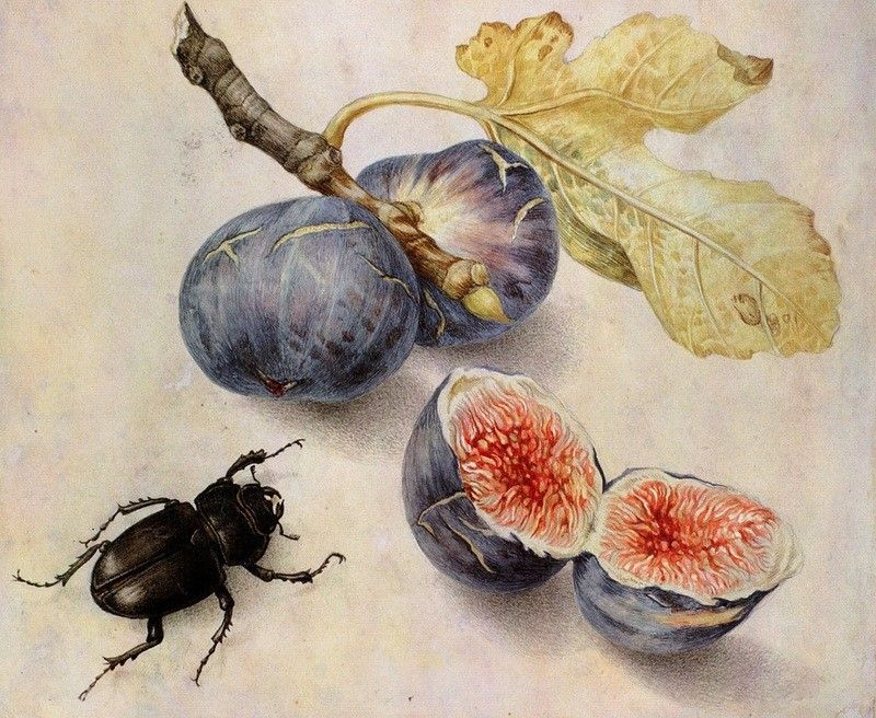 A painting of a beetle and some figs