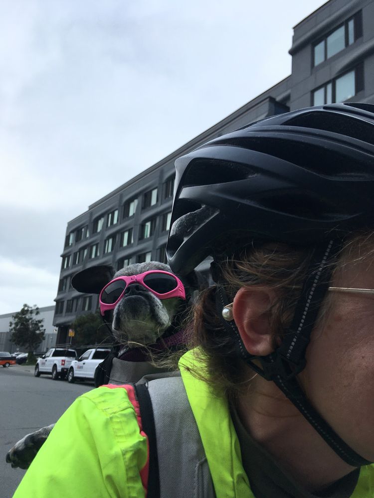 A salty chug in a bike backpack wearing pink doggles looking particularly frowny on a gray day. Little paw on high viz shoulder.