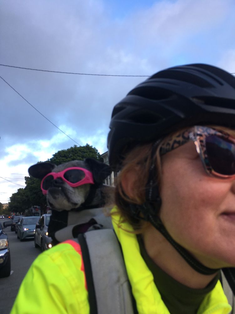 A salty chug wearing pink doggles in a bike backpack attached to a cyclist in a high viz jacket and a black helmet in the early evening 