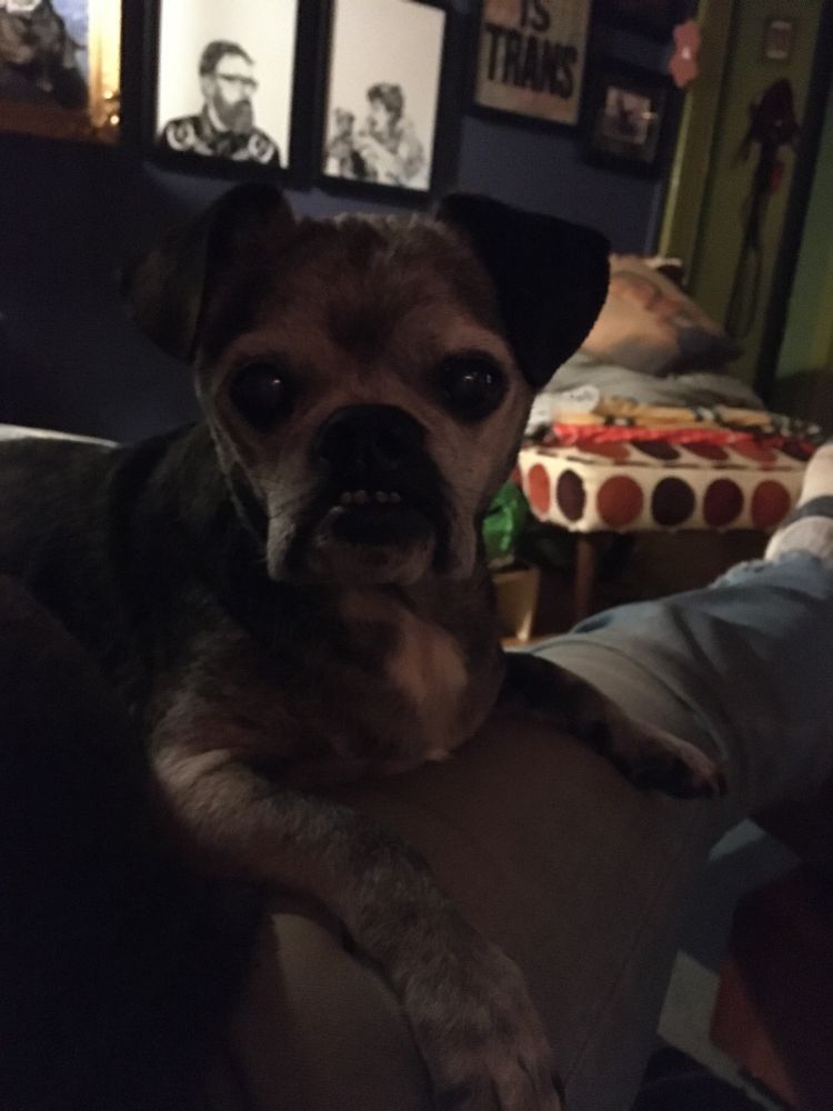 A salty chug sitting in a lap looking pert and ready for mayhem 