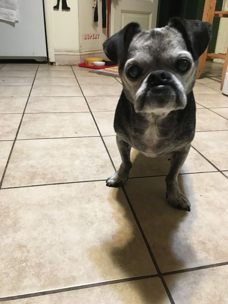 a salty chug looking put out in the kitchen