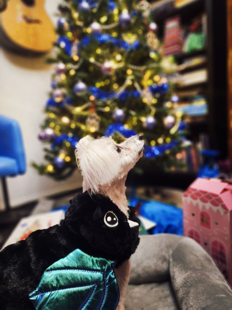 Pearl is a Maltese mix and is asking for treats by the Christmas tree in her Halloween costume