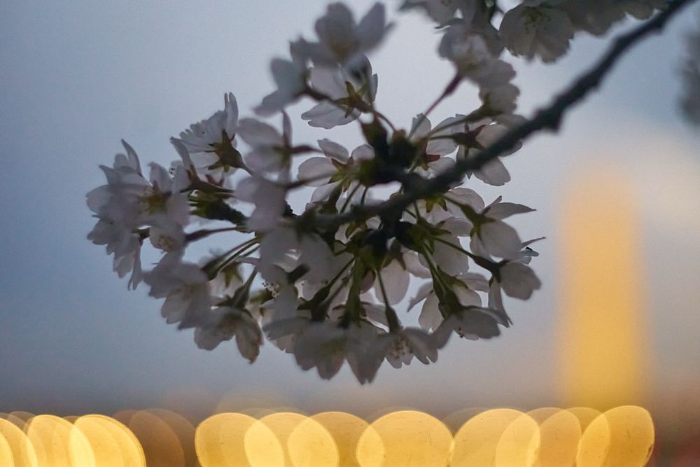 A pine cone sized cluster of cherry blossoms in the blue light just before sunrise. The field curvature of the Helios 44-2 58mm lens is causing the out of focus city lights to appear like lemons or yellow jelly beans underlining the flowers. 