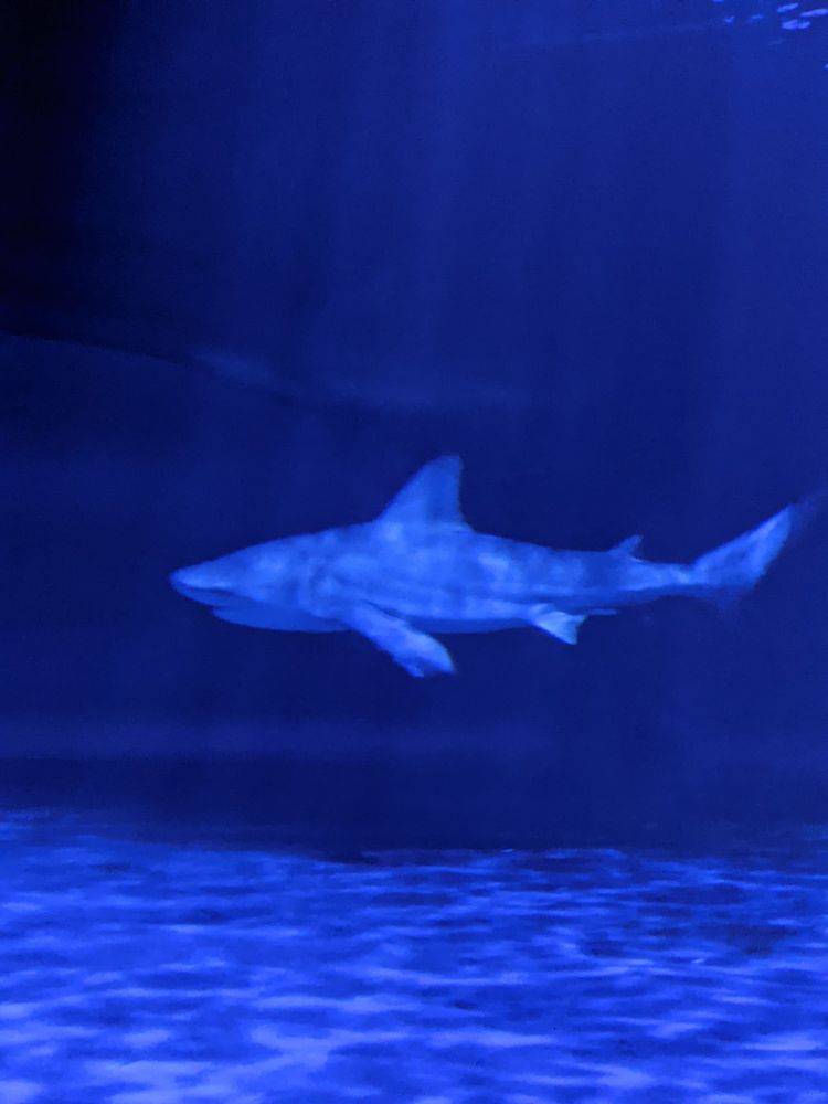 A picture I took of a shark's side profile at an aquarium. The lighting is blue.