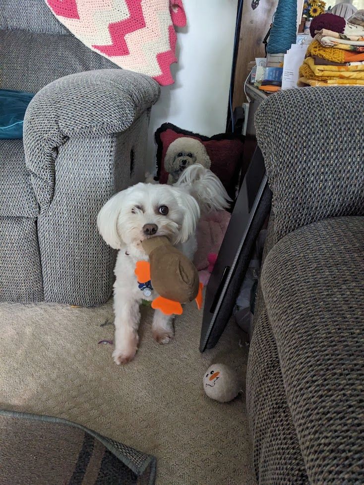 Picture of a small white dog looking at the camera while stepping backwards into a cubby between a couch and end table with a stuffed platypus toy in her mouth.