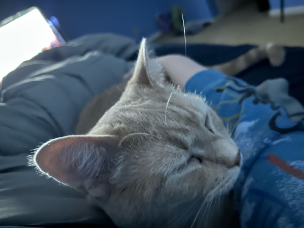 an orange cat laying next to me in bed