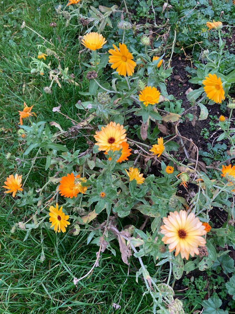 Calendula plant with several flowers each with orange petals and dark centres.