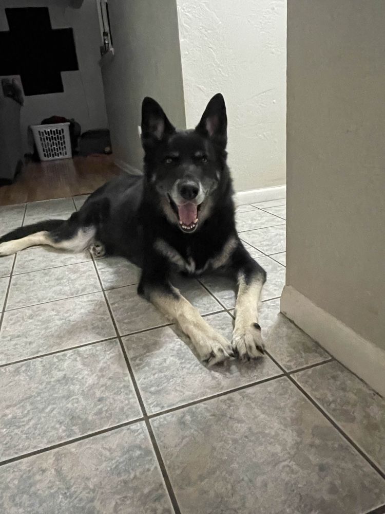 A very happy large dog that’s smiling while lying on a tile floor. 