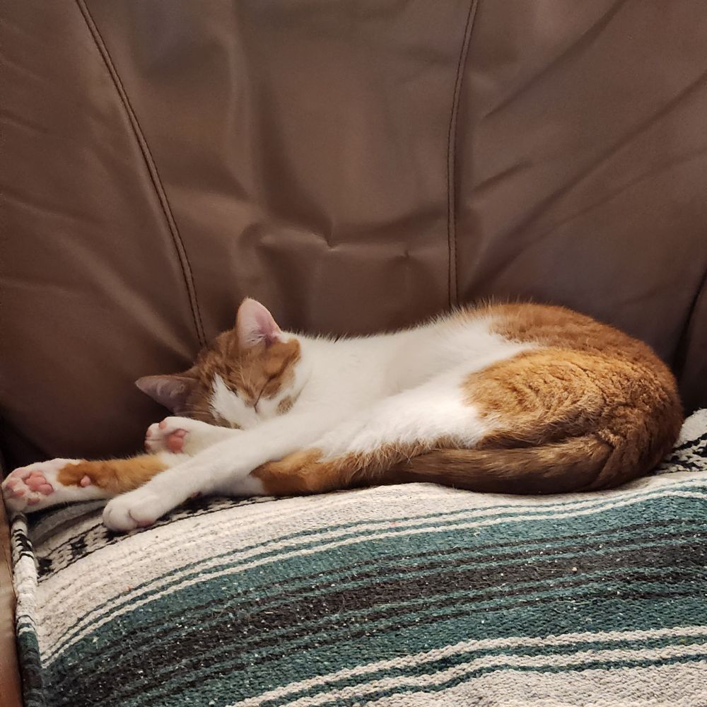 A brown and white cat lays curled like a ham upon the seat of a recliner