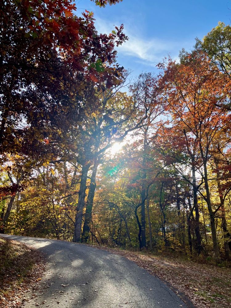 A sunlit trail winding through old growth trees filled with orange and yellow leaves. 