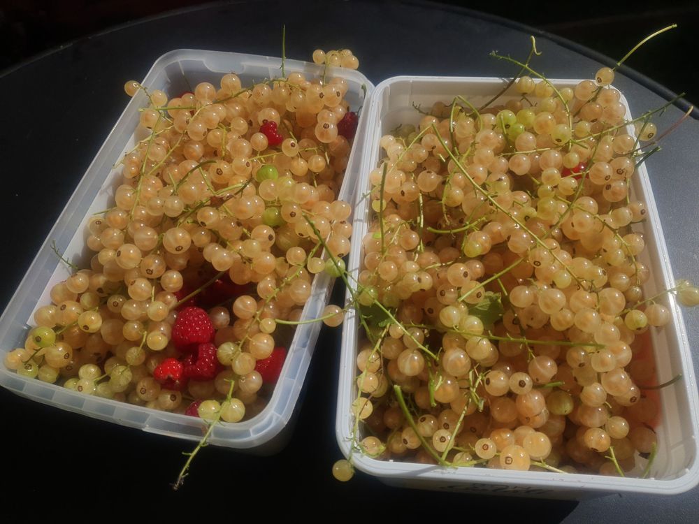 Two ice cream tubs filled with hundreds of slightly yellow white currents on long thin green stalks