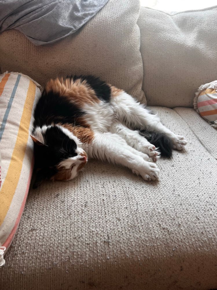 A fluffy white, orange, and black calico cat laying on her side and stretching her legs. Her back arches and her little toes stretch wide.
