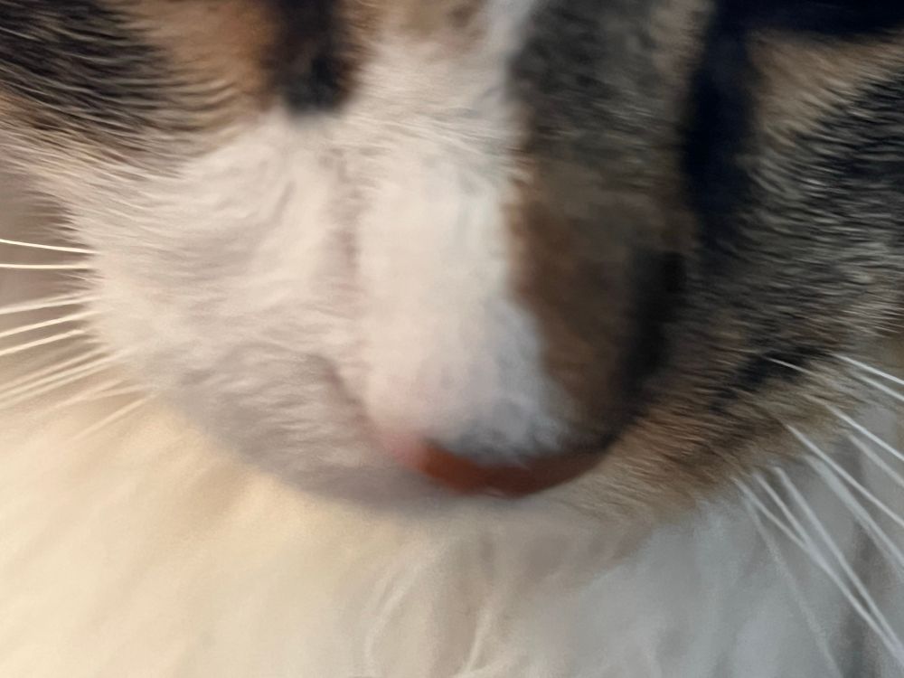 Close up of cat’s nose