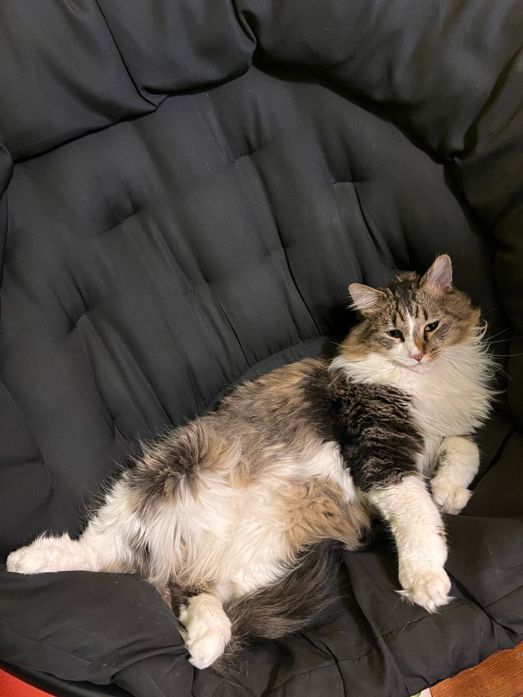 My cat looking lazy as hell in my chair