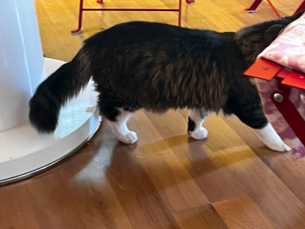 Brown and white cat walking under a round white table. His face is obscured by a red chair.