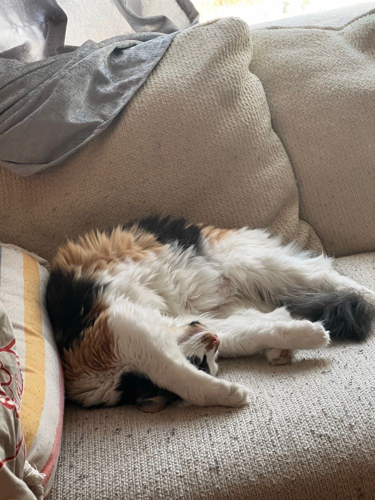 A fluffy white, orange, and black calico cat. She is rolled on her back and twisted over on, lounging on a white couch.