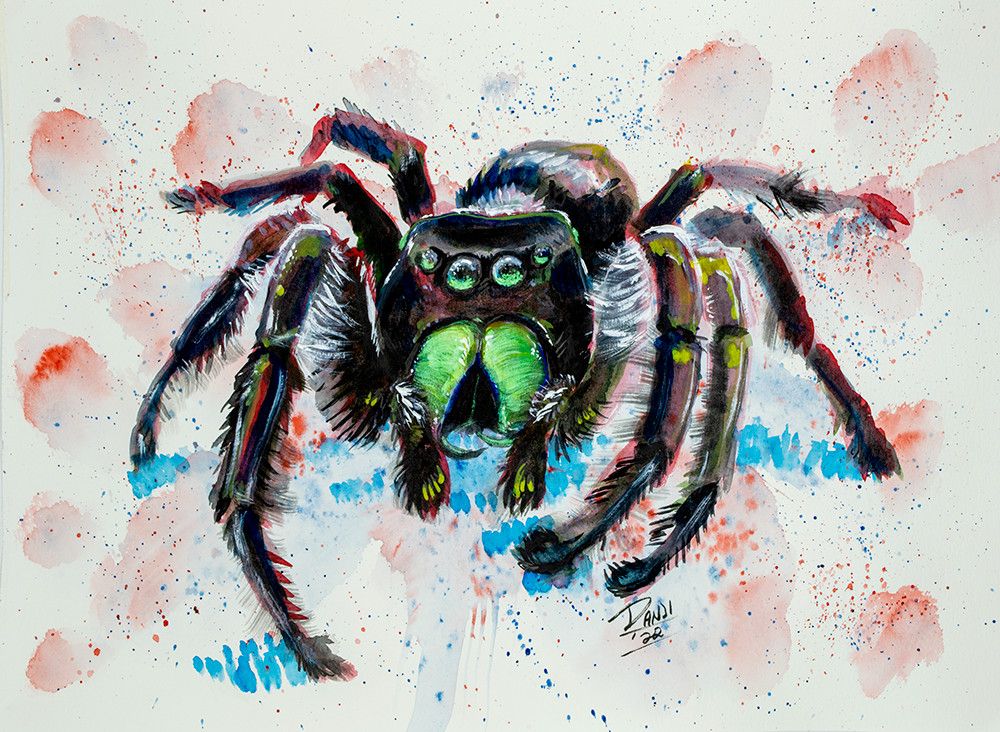 Watercolor painting of a male P. regius, or a regal jumping spider
