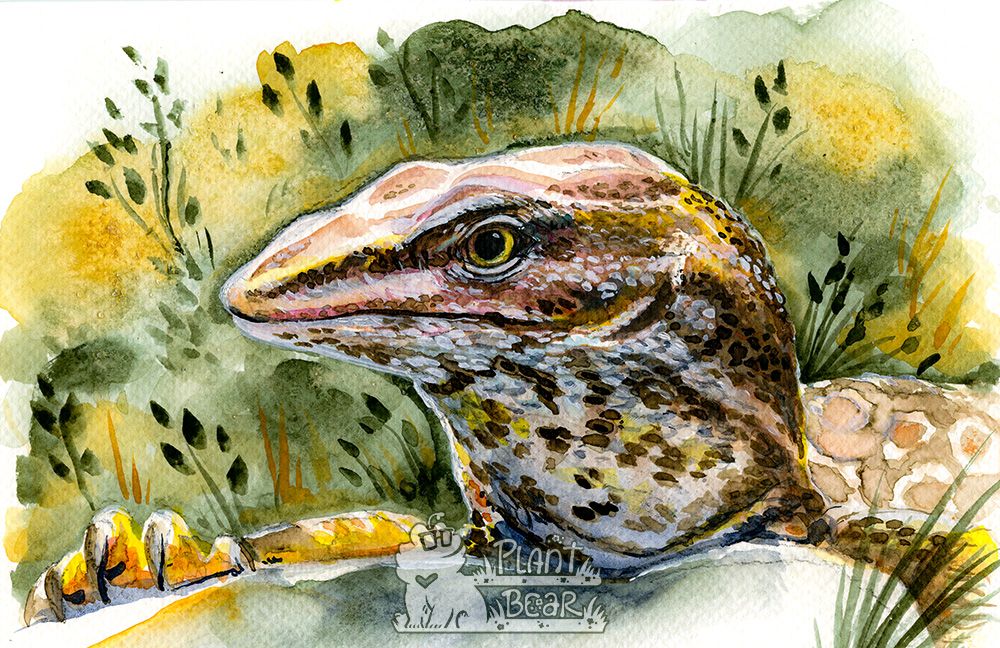 watercolor painting of a red ackie monitor. The background is green and yellow with suggested leaves.