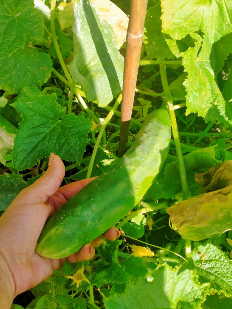 A hand holding a cucumber still attached to the vine