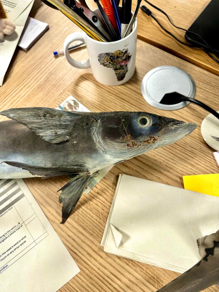 A fish laying on a desk.