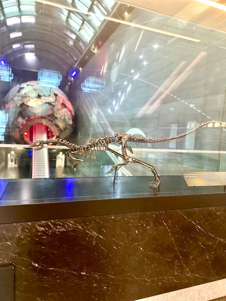 A small dinosaur skeleton mounted in a glass display case in the Earth Hall.