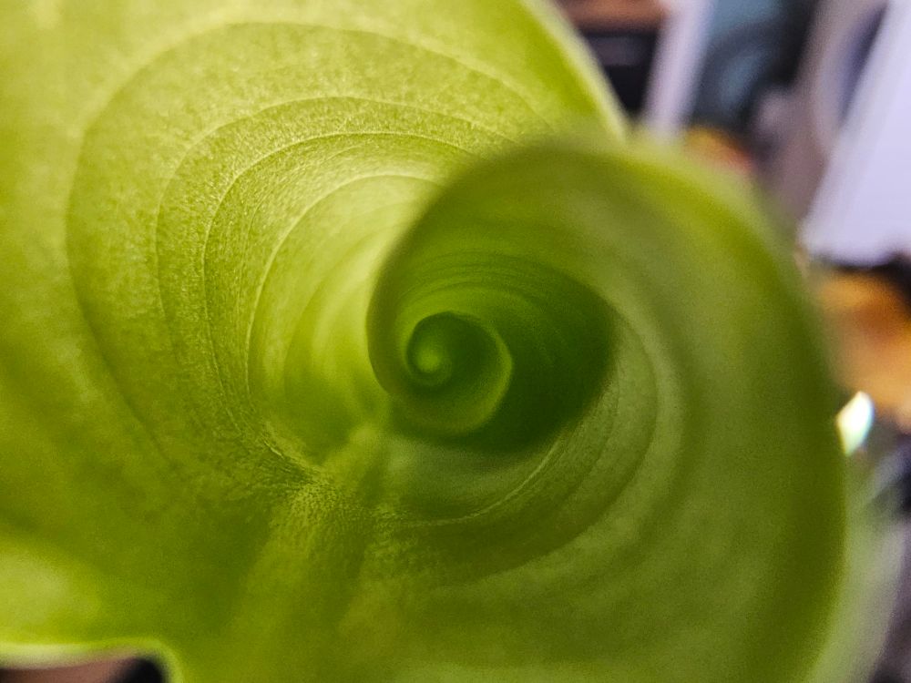 Macro photo of a new born leaf from my monstera plant.
