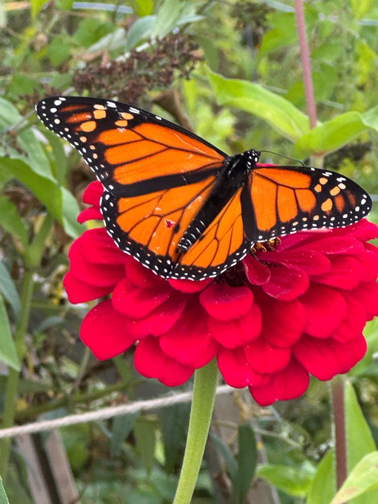 Monarch butterfly sits on a red zinnia. 