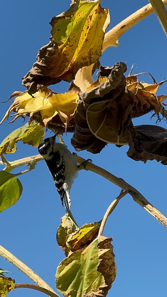 Downy woodpecker enjoying the end of my sunflowers. 