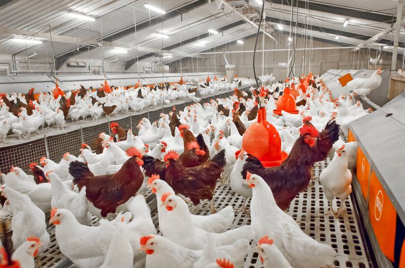 Chickens in an egg hatchery.