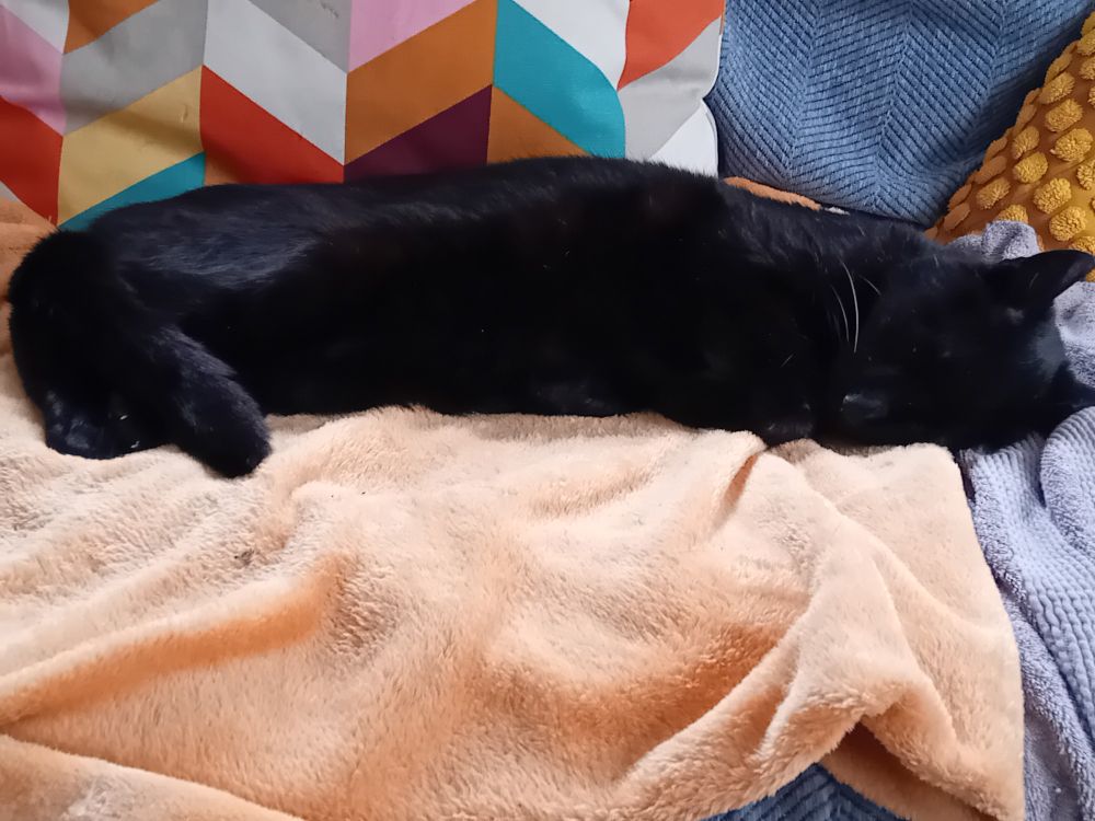 Black cat sleeping on his blanket on the sofa.