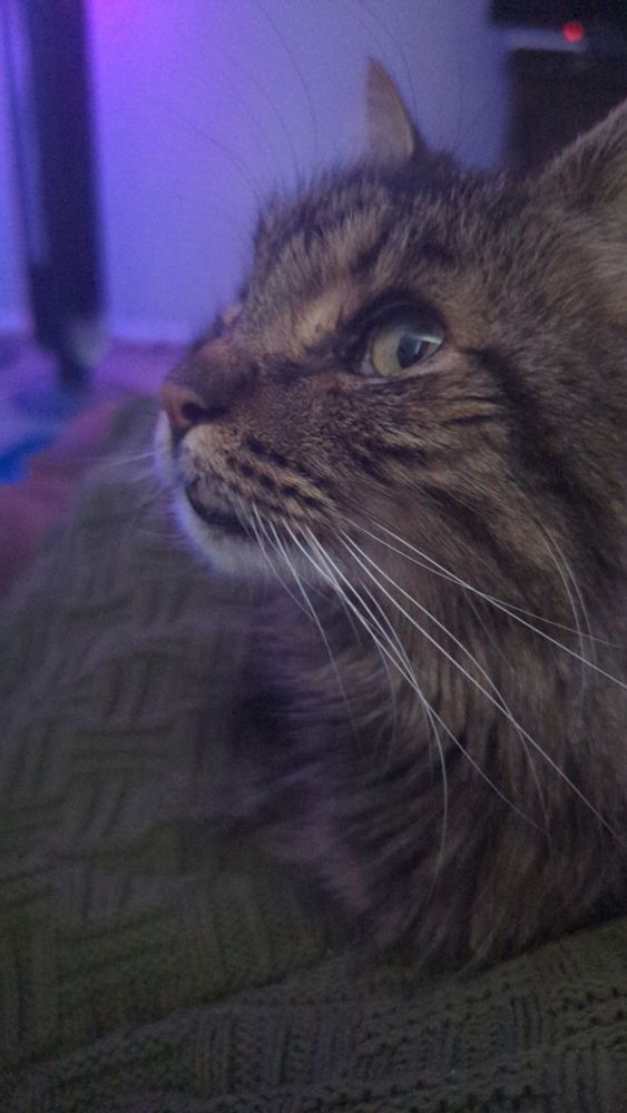 Thursday the Cat, pensive.