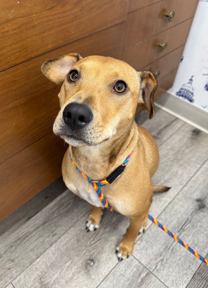 Doggo attempting to look innocent