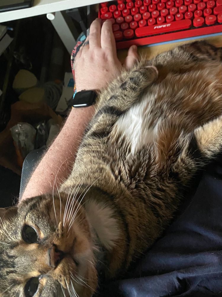 A brown-black tabby cat laying on his back in his owners lap and arms as if in a hammock