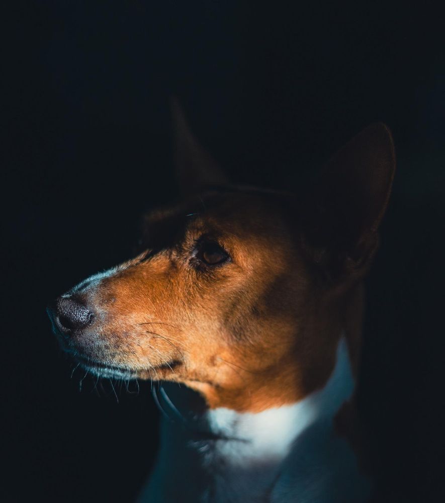 Image of a basenji's face, sunlight shining down on his muzzle, shadows falling on the rest of his face.