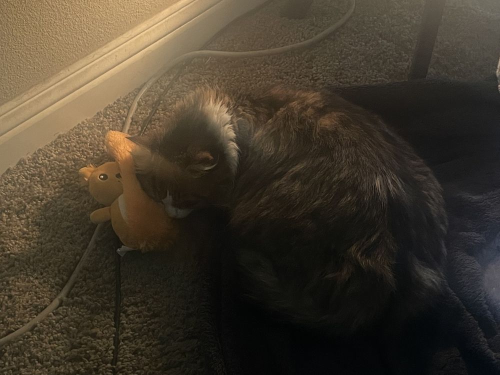 photo of my cat (august) asleep