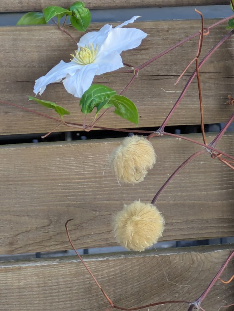 Flower on a vine and the prior bloom going to seed in a round ball