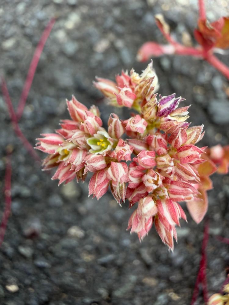 Macro photo of an inflorescence with many unopened pink flower buds and one opened flower