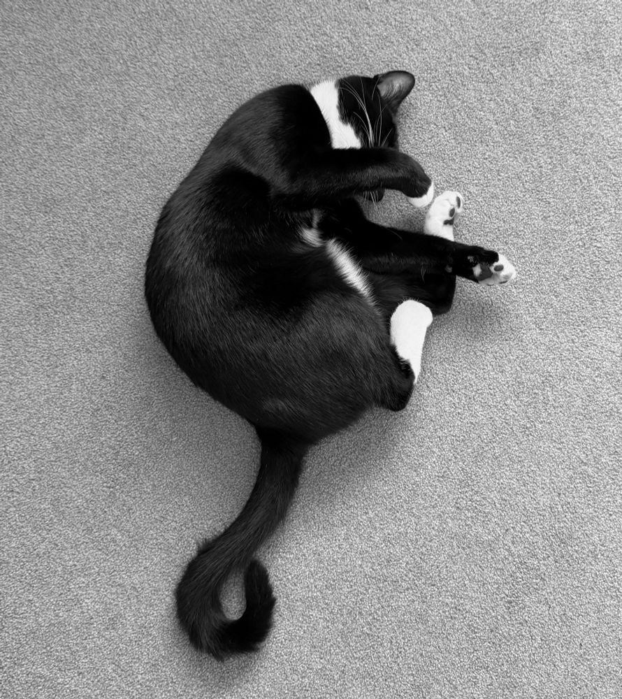 Black and white tuxedo cat having a nap on the floor. One paw draped over its nose. 