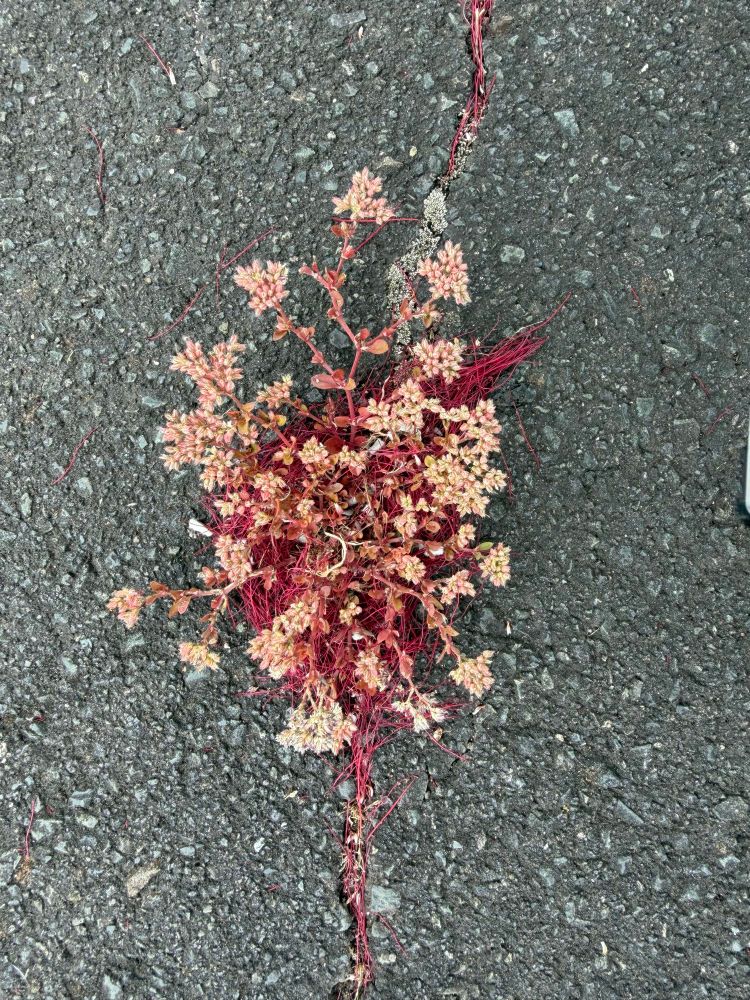 Photo of a small plant with lots of tiny flower buds growing in a crack in some asphalt. Lots of pōhutukawa stamen have collected around the plant