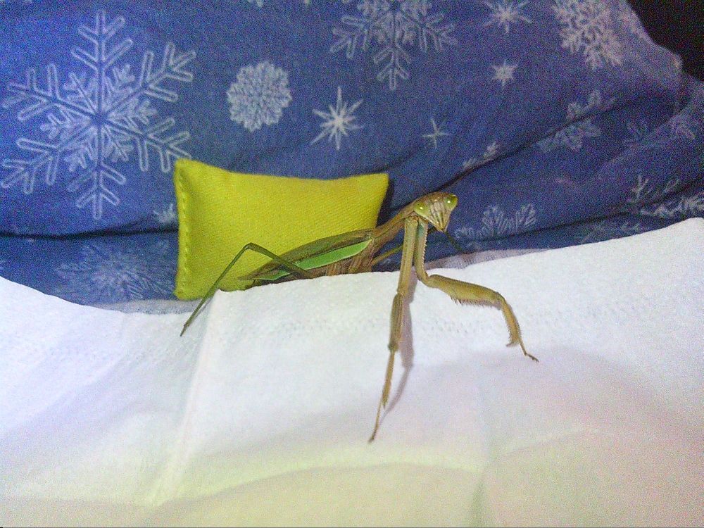 Gremlin was in my bed on a cold day. I thought it would be cute and kind to put her there because she must've been a little bit cold. I did have her outside for a minute or two, but she was still mostly fine I think.