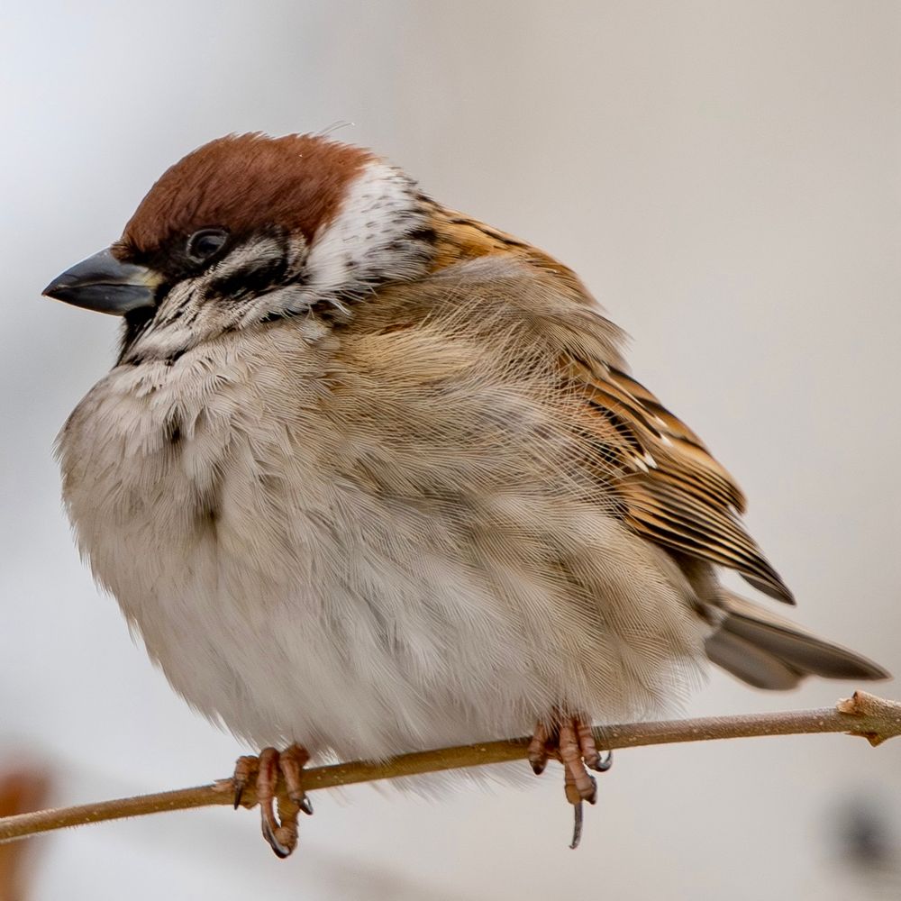 A plump Eurasian Tree Sparrow perched on a thin branch, its feathers puffed up and rounded. 細い枝にとまるふっくらとしたスズメ。羽毛が膨らんで丸みを帯びている。