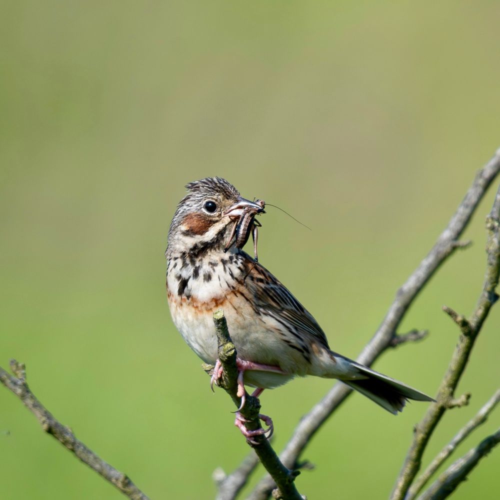 A Chestnut-earer Bunting perched on a branch with a large insect in its beak, captured in sharp detail against a blurred green background.
ホオアカが枝にとまり、大きな昆虫をくわえている様子が、背景をぼかして鮮明に写されている。