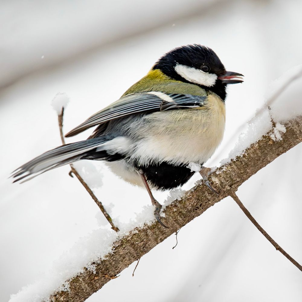 A Cinereous Tit perched on a snow-covered branch. The bird’s tongue is slightly visible, adding a playful detail to the wintry scene.
雪の積もった枝にとまるシジュウカラ。舌が少し見えており、冬の景色に遊び心を添えている。