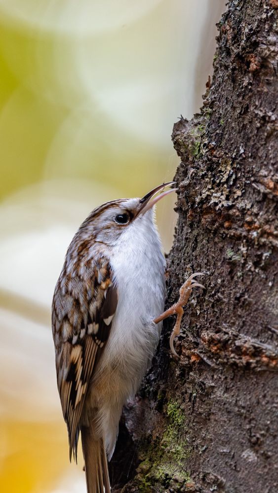 A Eurasian Treecreeper clings vertically to a tree trunk. Its brown-streaked back blends with the bark, while soft lighting reveals subtle detail in its white underside. The bird’s curved bill points toward the bark, suggesting foraging behavior.
木の幹に垂直にとまるキバシリ。背中の褐色の縞模様が樹皮と同化し、白い腹部には柔らかな光が当たり、細部が浮かび上がる。湾曲したくちばしは樹皮に向いており、採餌していると思われる。